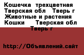 Кошечка  трехцветная - Тверская обл., Тверь г. Животные и растения » Кошки   . Тверская обл.,Тверь г.